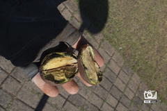 Bismarckia nobilis