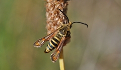 Bembecia ichneumoniformis