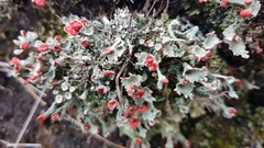 Cladonia diversa