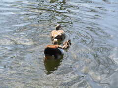 Alopochen aegyptiaca