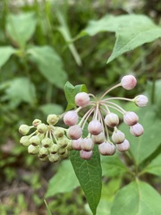 Asclepias quadrifolia