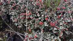 Cladonia diversa