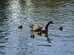 Branta canadensis