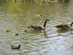 Branta canadensis