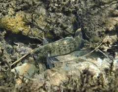 Etheostoma vulneratum