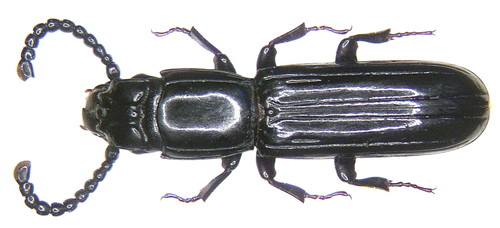 Parasitic Flat Bark Beetles (The Beetles (Order Coleoptera) of Southern ...