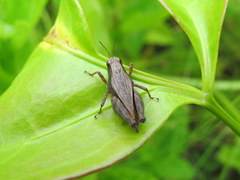 Tettigidea