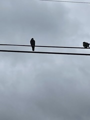 Columba livia