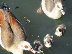 Alopochen aegyptiaca