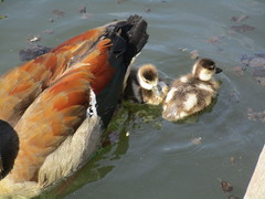 Alopochen aegyptiaca