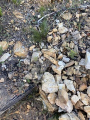 Wahlenbergia cinerea