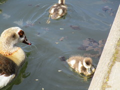 Alopochen aegyptiaca