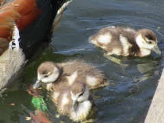 Alopochen aegyptiaca