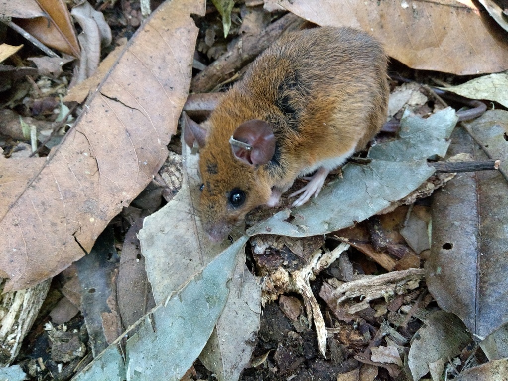 Russet Euryoryzomys