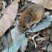 Russet Rice Rat - Photo (c) nena_bergallo, some rights reserved (CC BY-NC), uploaded by nena_bergallo