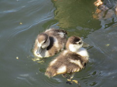 Alopochen aegyptiaca