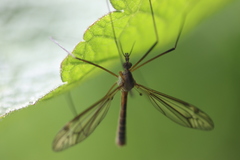 Tipula vernalis
