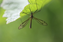 Tipula vernalis