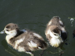 Alopochen aegyptiaca