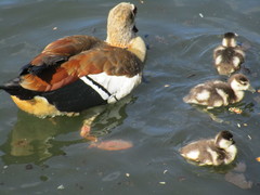 Alopochen aegyptiaca