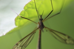 Tipula vernalis