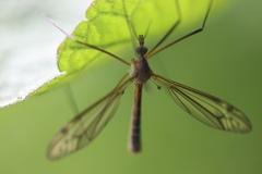 Tipula vernalis