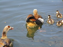 Alopochen aegyptiaca