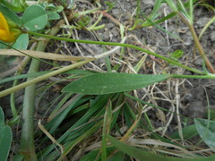 Scorpiurus muricatus