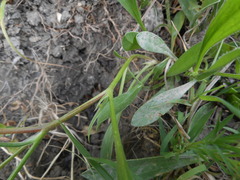 Scorpiurus muricatus