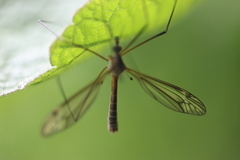 Tipula vernalis