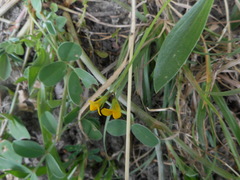 Scorpiurus muricatus