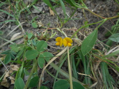 Scorpiurus muricatus