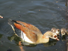 Alopochen aegyptiaca