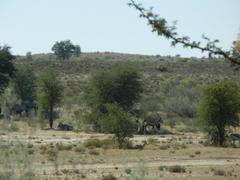 Oryx gazella