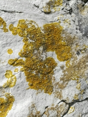 Caloplaca verruculifera image