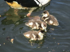 Alopochen aegyptiaca