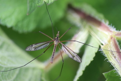 Tipula vernalis