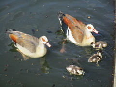 Alopochen aegyptiaca