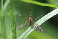 Tipula vernalis