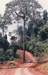 Bertholletia excelsa