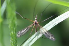 Tipula vernalis
