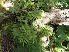 Asplenium scleroprium