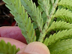 Asplenium scleroprium