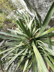 Agave albomarginata