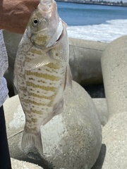 Amphistichus argenteus