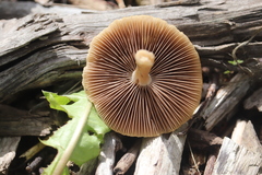 Psathyrella spadiceogrisea