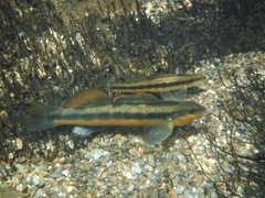 Percina aurantiaca