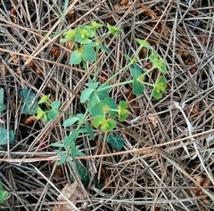 Euphorbia portlandica