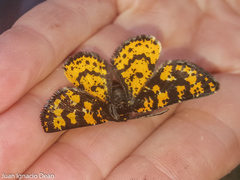 Eurranthis plummistaria