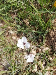 Linum appressum appressum